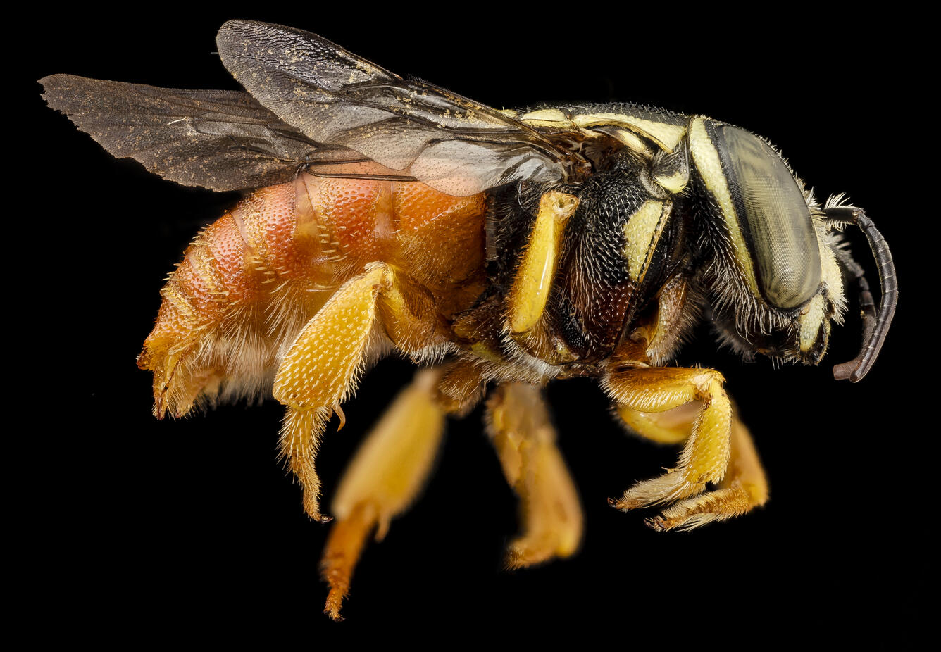 bee19992 anthid red, m, kenya, side | U.S. Geological Survey